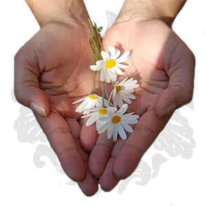 Foto mit Händen, die Sonnenblumen halten